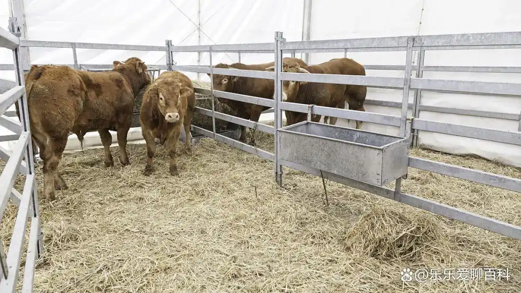 牛补硒的用量（牛微量元素生物利用度）-硒宝网