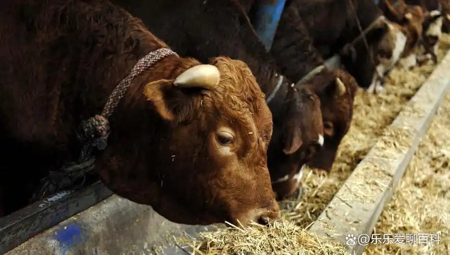 牛补硒的用量（牛微量元素生物利用度）-硒宝网