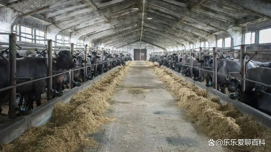 牛补硒的用量（牛微量元素生物利用度）-硒宝网