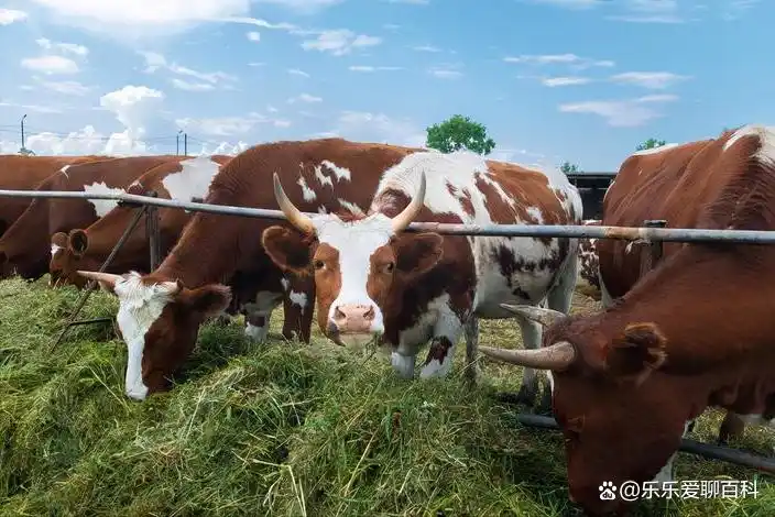 牛补硒的用量（牛微量元素生物利用度）-硒宝网