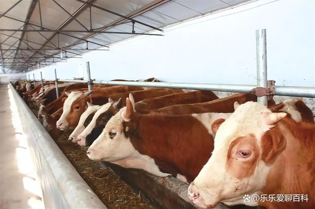 牛补硒的用量（牛微量元素生物利用度）-硒宝网