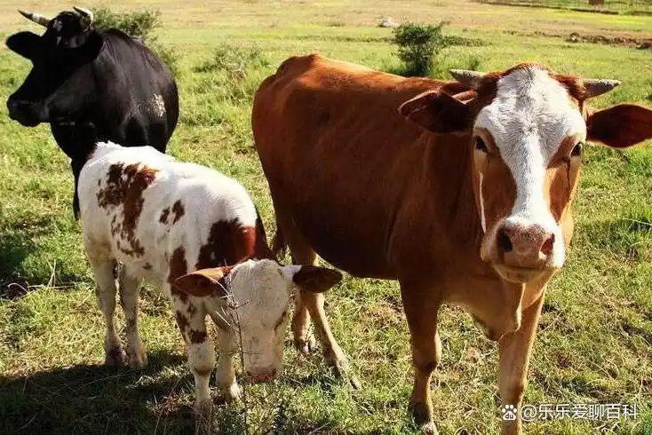 牛补硒的用量（牛微量元素生物利用度）-硒宝网