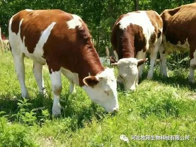 牛补硒的用量(牛矿物质缺乏症状及预防)-硒宝网