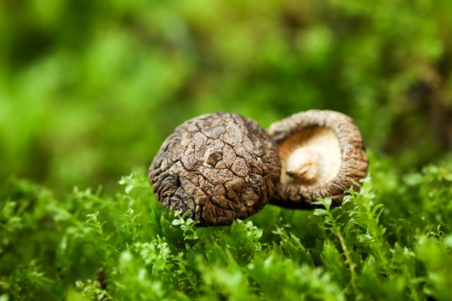 吃什么补硒药(硒与心脏病关系)-硒宝网