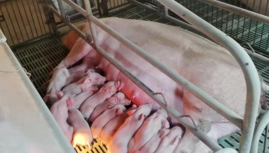 小猪仔补硒吐(母猪产房管理)-硒宝网