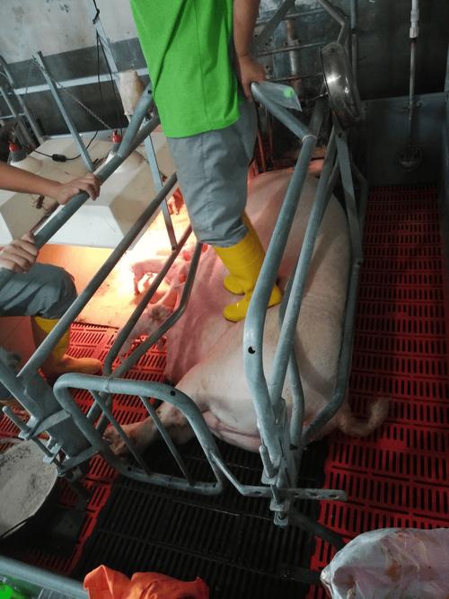 小猪仔补硒吐(母猪产房管理)-硒宝网