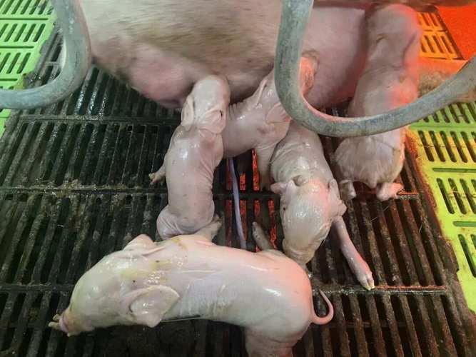 小猪仔补硒吐(母猪产房管理)-硒宝网