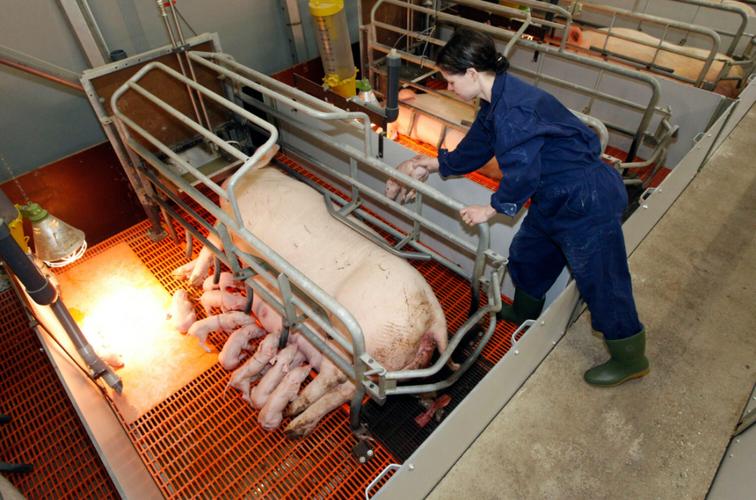 小猪仔补硒吐(母猪产房管理)-硒宝网