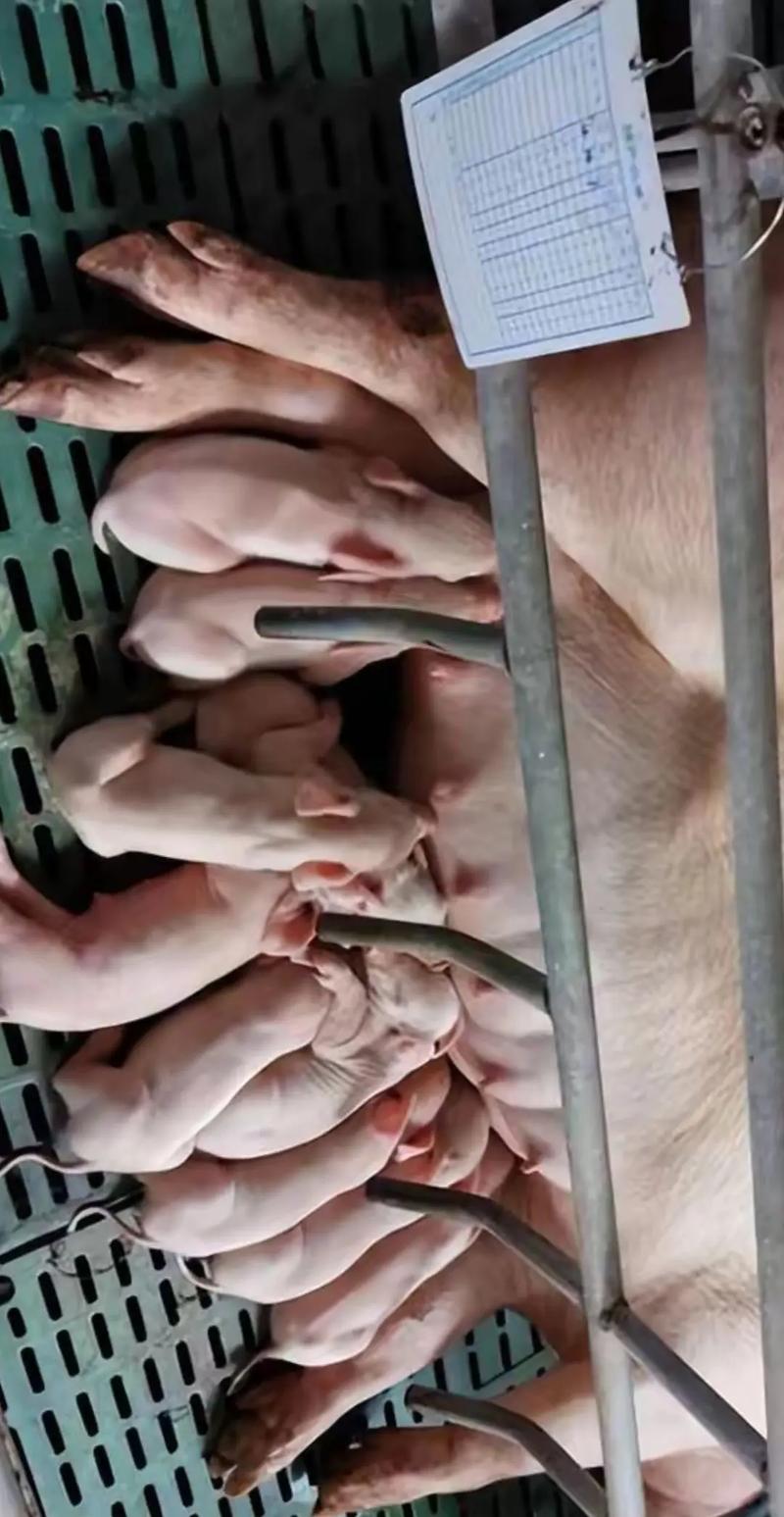 小猪仔补硒吐(母猪产房管理)-硒宝网