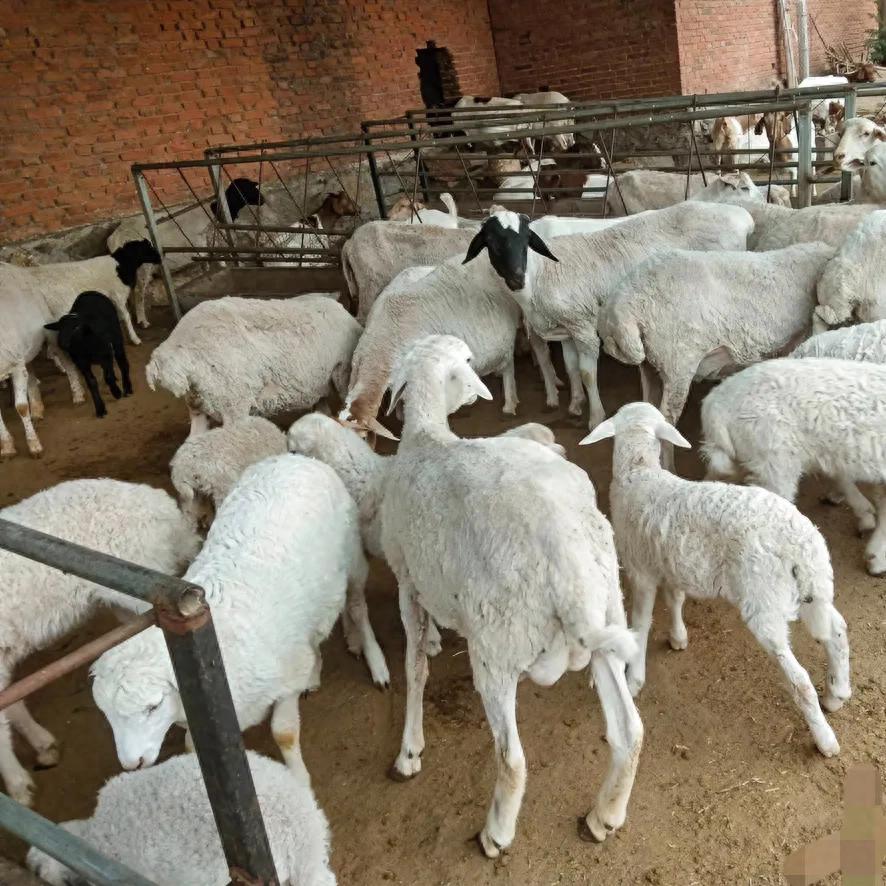 羊缺硒如何补(羊群健康增重方法)-硒宝网