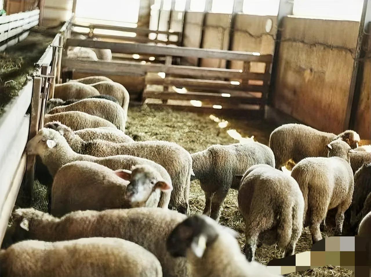 羊缺硒如何补(羊群健康增重方法)-硒宝网