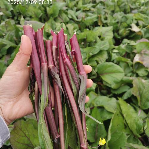 紫菜能补硒吗（红菜薹与洪山菜薹的区别）-硒宝网